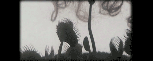 Conversing With Venus (10 MB)